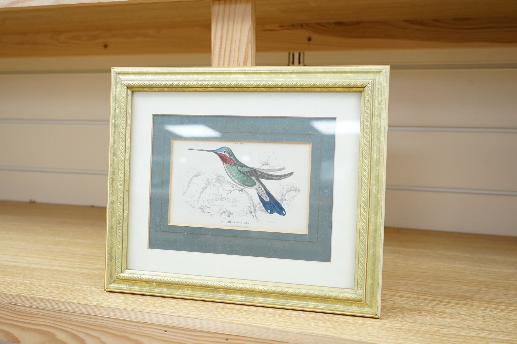 Sir William Jardine (1800-1874), ‘Jardine Hummingbirds’ to include White Striped Hummingbird and Purple Hummingbird, twelve colour plates, 9 x 14cm